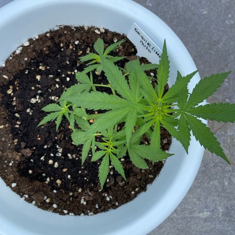 Daiquiri Automatic (11L white pot) growlog photo: End of lst 