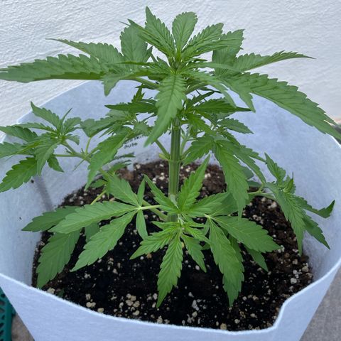 Amnesia skittles automatic  growlog timeline photo