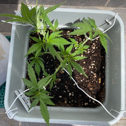 Mohan ram automatic (11L) growlog timeline photo