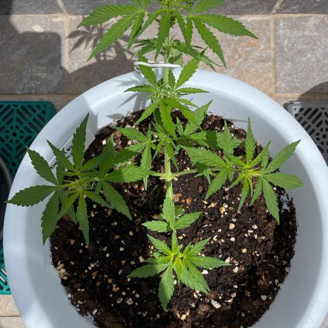 Daiquiri Automatic (11L white pot) growlog timeline photo
