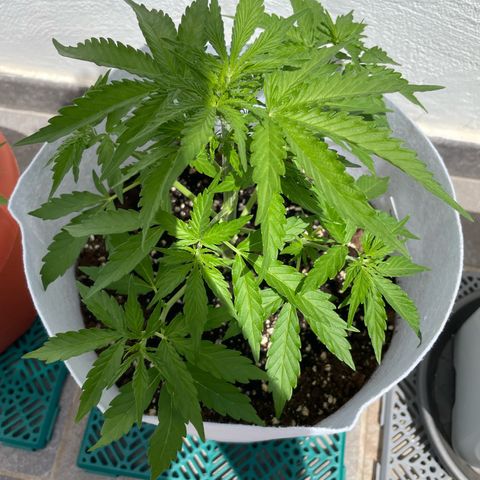 Amnesia skittles automatic  growlog timeline photo