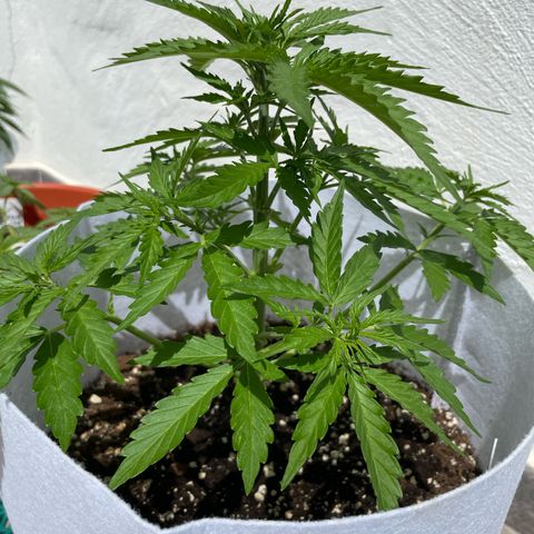 Amnesia skittles automatic  growlog timeline photo