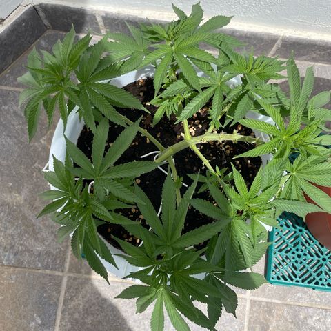 Do-si-dos (experimental) growlog timeline photo