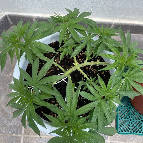 Do-si-dos (experimental) growlog timeline photo