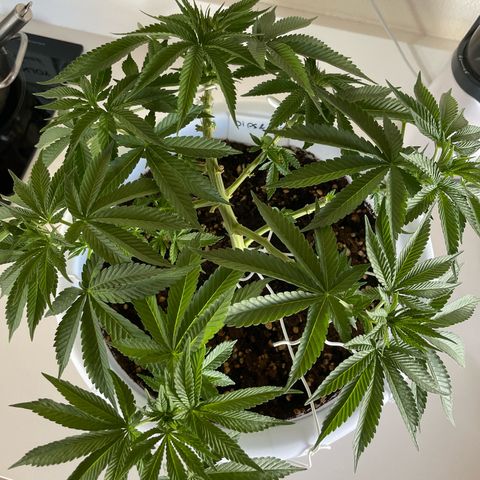 Do-si-dos (experimental) growlog timeline photo