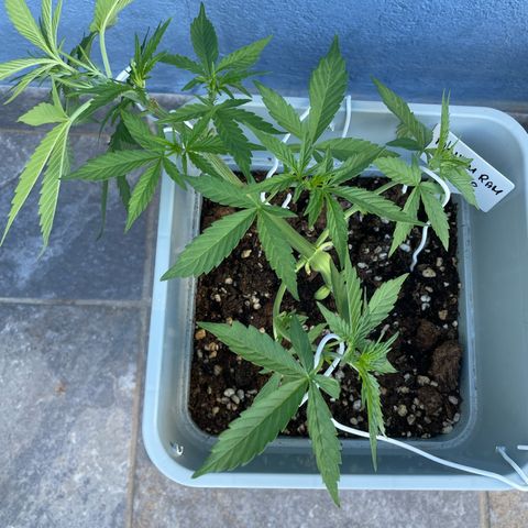 Mohan ram automatic  (7L) growlog timeline photo