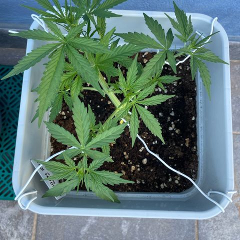 Mohan ram automatic (11L) growlog timeline photo