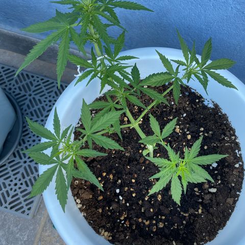 Daiquiri Automatic (11L white pot) growlog timeline photo