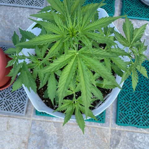 Amnesia skittles automatic  growlog timeline photo