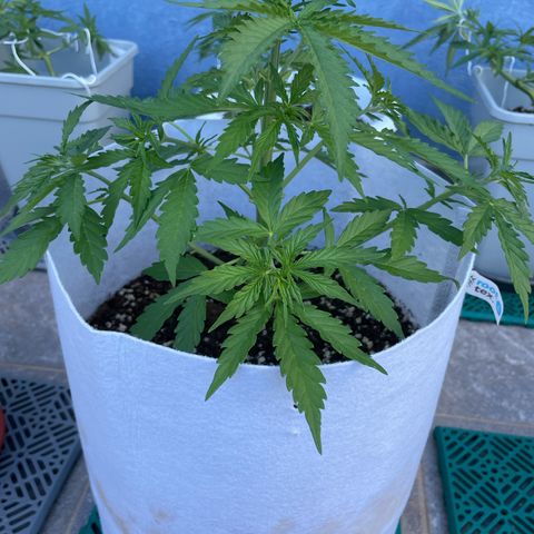 Amnesia skittles automatic  growlog timeline photo