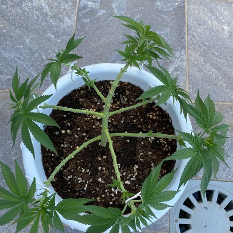 Do-si-dos (experimental) growlog timeline photo