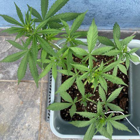 Mohan ram automatic  (7L) growlog timeline photo