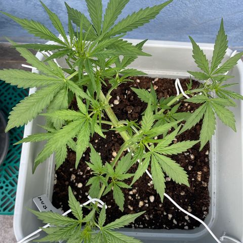 Mohan ram automatic (11L) growlog timeline photo