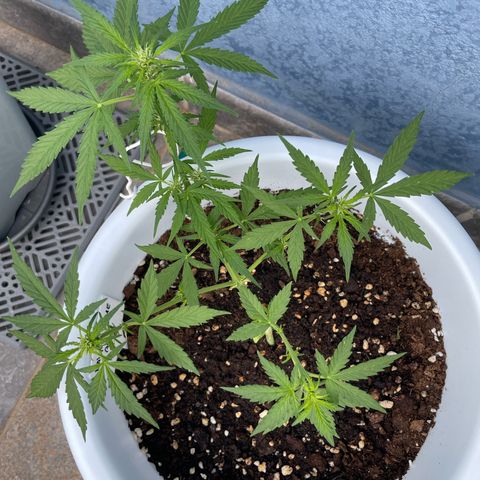 Daiquiri Automatic (11L white pot) growlog timeline photo