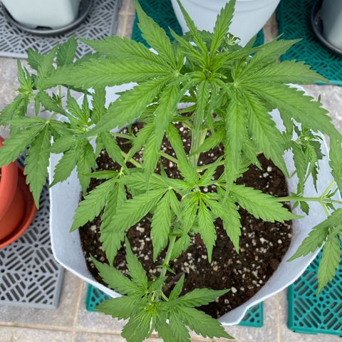 Amnesia skittles automatic  growlog timeline photo