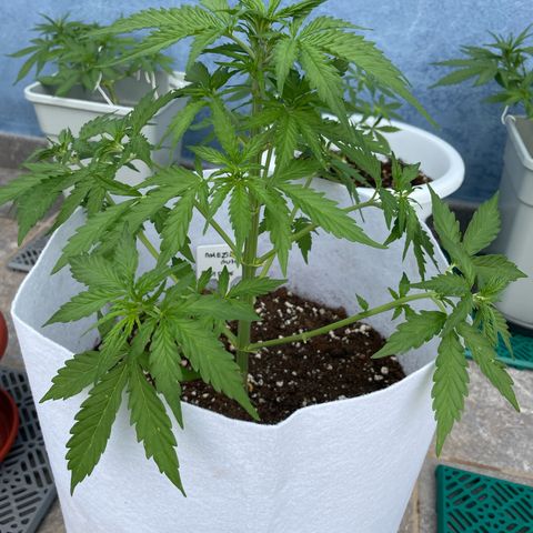 Amnesia skittles automatic  growlog timeline photo