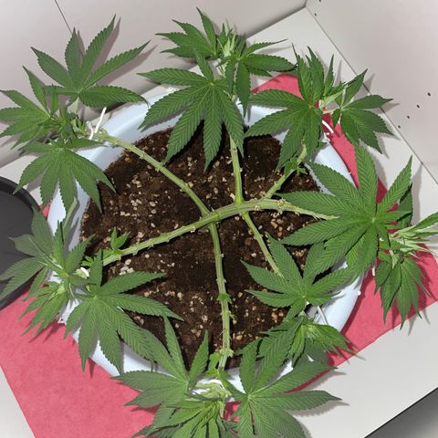 Do-si-dos (experimental) growlog timeline photo