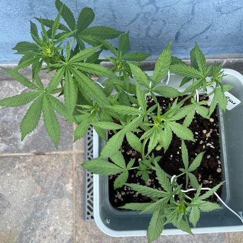 Mohan ram automatic  (7L) growlog timeline photo