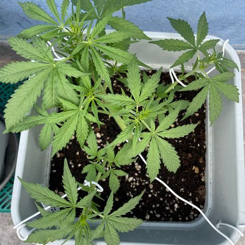 Mohan ram automatic (11L) growlog timeline photo