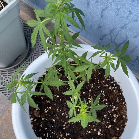 Daiquiri Automatic (11L white pot) growlog timeline photo