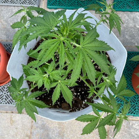 Amnesia skittles automatic  growlog timeline photo
