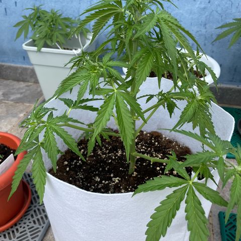 Amnesia skittles automatic  growlog timeline photo