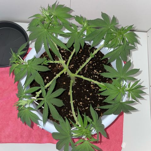 Do-si-dos (experimental) growlog timeline photo