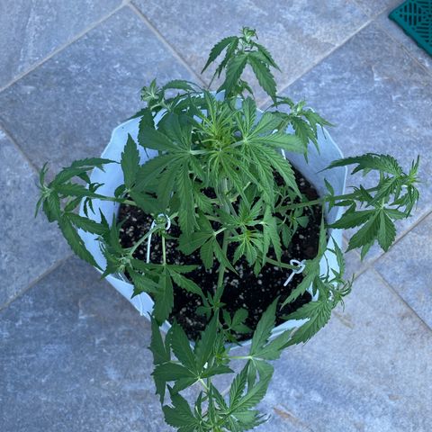 Amnesia skittles automatic  growlog photo: After lst and trim
First signs of flower are noticed. 