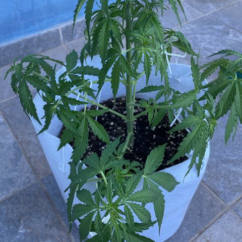 Amnesia skittles automatic  growlog photo: After lst and trim
First signs of flower are noticed. 