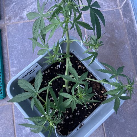Mohan ram automatic  (7L) growlog timeline photo
