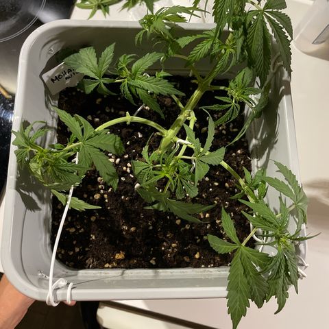 Mohan ram automatic (11L) growlog timeline photo