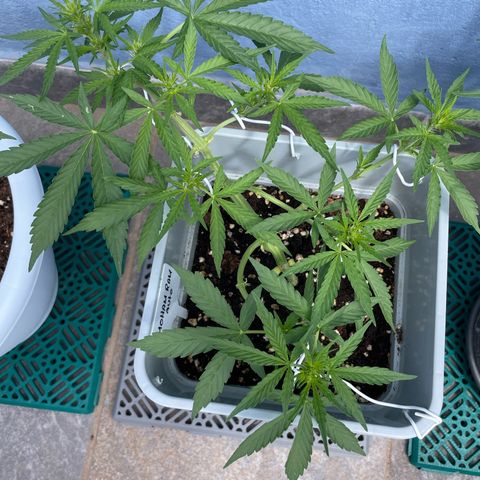 Mohan ram automatic  (7L) growlog timeline photo