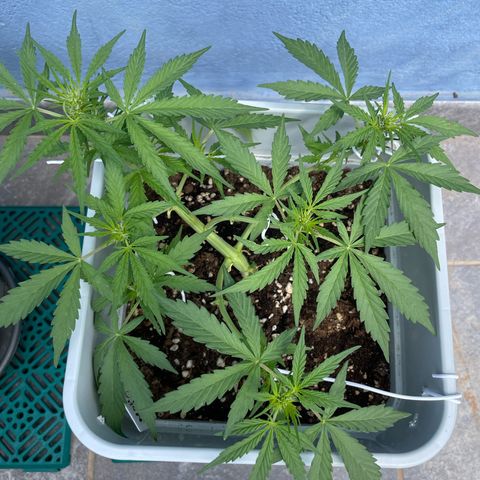Mohan ram automatic (11L) growlog timeline photo