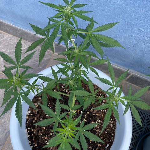 Daiquiri Automatic (11L white pot) growlog timeline photo