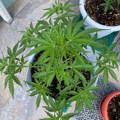 Amnesia skittles automatic  growlog timeline photo