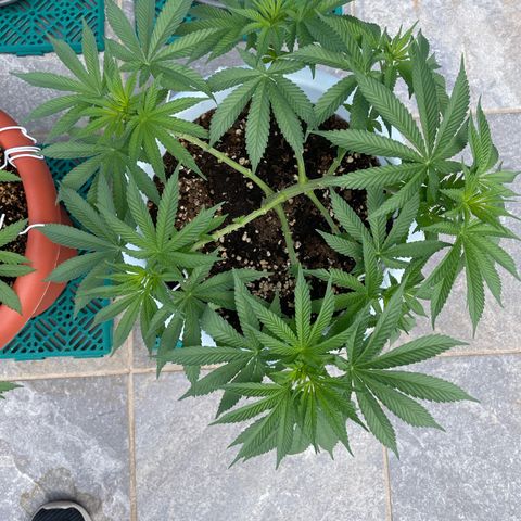 Do-si-dos (experimental) growlog timeline photo