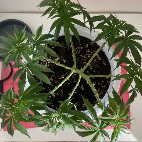 Do-si-dos (experimental) growlog timeline photo