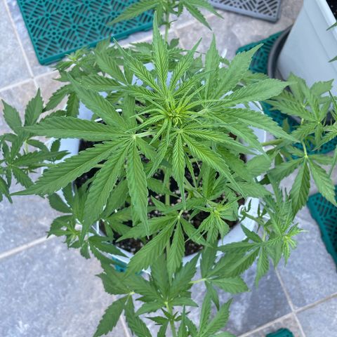 Amnesia skittles automatic  growlog timeline photo