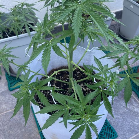 Amnesia skittles automatic  growlog timeline photo