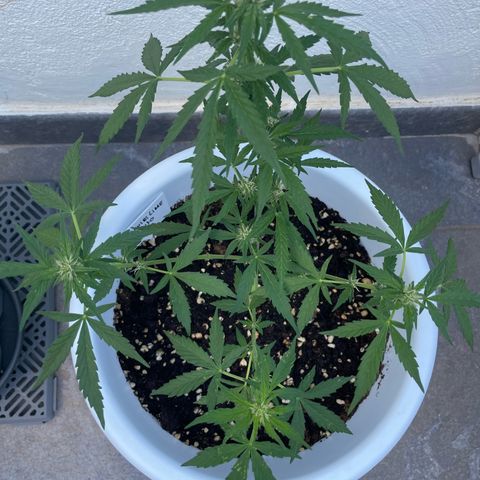 Daiquiri Automatic (11L white pot) growlog timeline photo