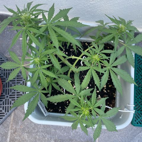 Mohan ram automatic (11L) growlog timeline photo