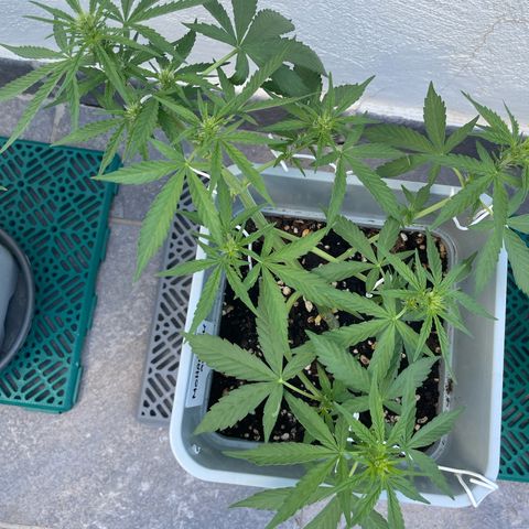 Mohan ram automatic  (7L) growlog timeline photo