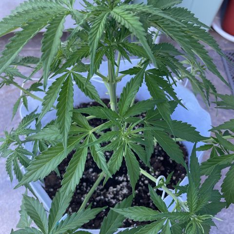 Amnesia skittles automatic  growlog timeline photo