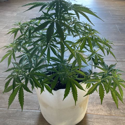 Amnesia skittles automatic  growlog timeline photo