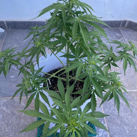 Amnesia skittles automatic  growlog timeline photo
