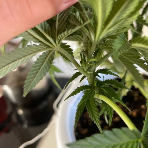 Do-si-dos (experimental) growlog timeline photo
