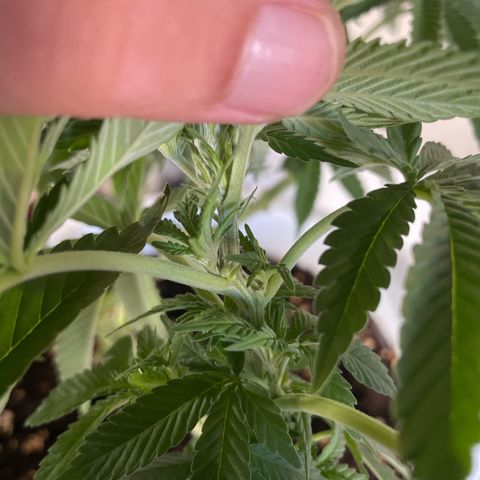 Do-si-dos (experimental) growlog timeline photo