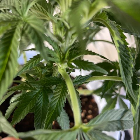 Do-si-dos (experimental) growlog timeline photo
