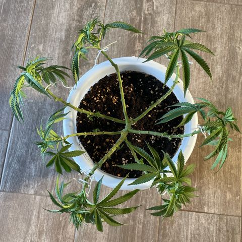 Do-si-dos (experimental) growlog timeline photo
