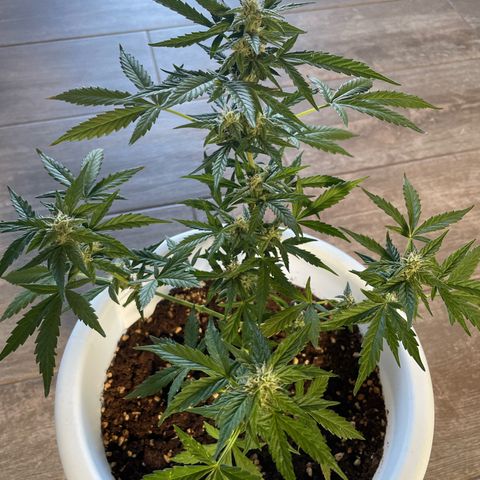Daiquiri Automatic (11L white pot) growlog timeline photo